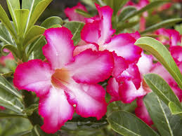 Heirloom Mixed Colors Adenium Flower Seeds for Planting – Non-GMO, High Germination Desert Rose Blooming Succulent Seeds