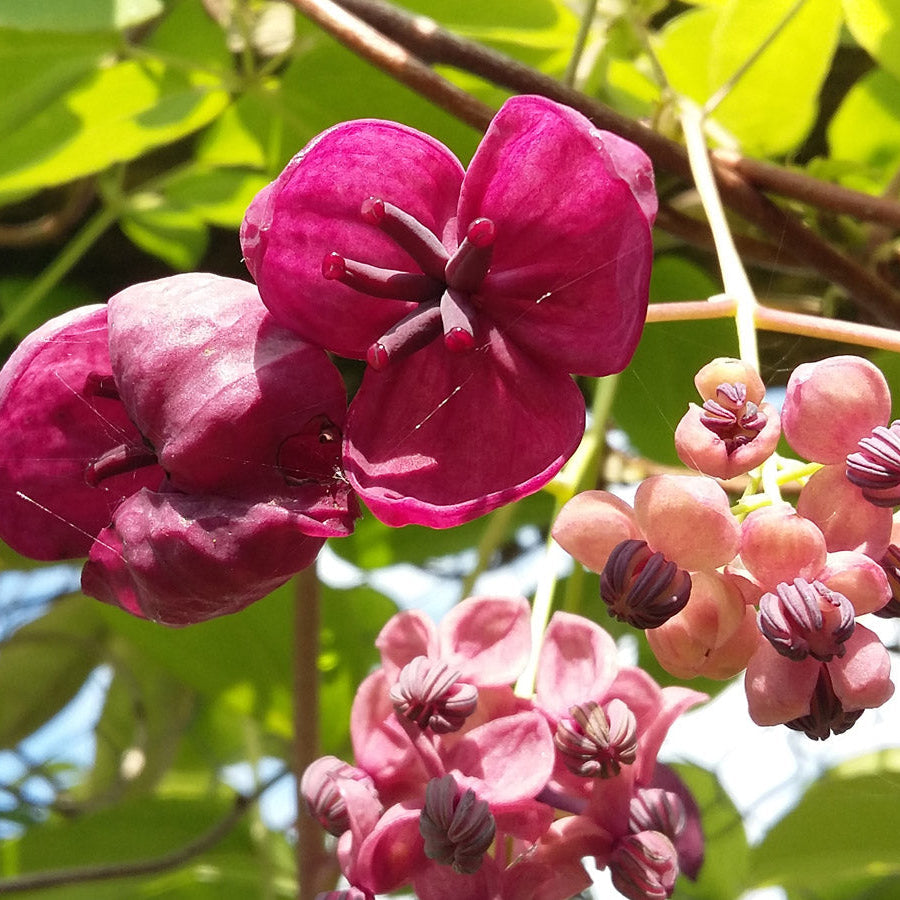 red organic flower seeds