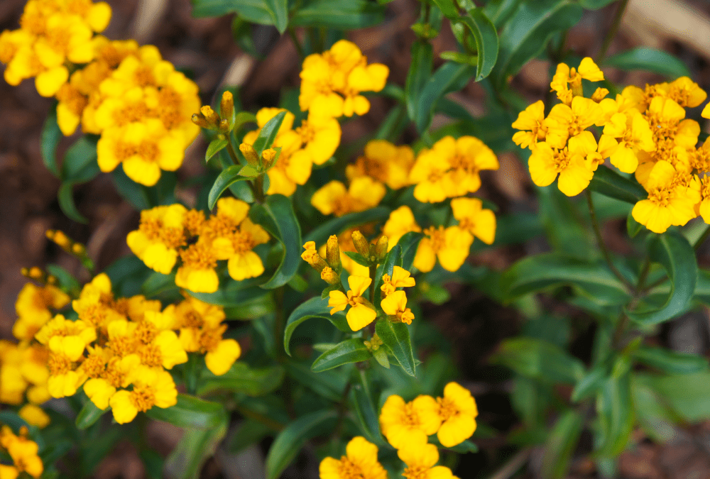 Heirloom Mint Marigold Flower Seeds, Non-GMO Fragrant Blooms for Herb and Garden Planting