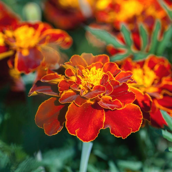 heirloom patula flower seeds