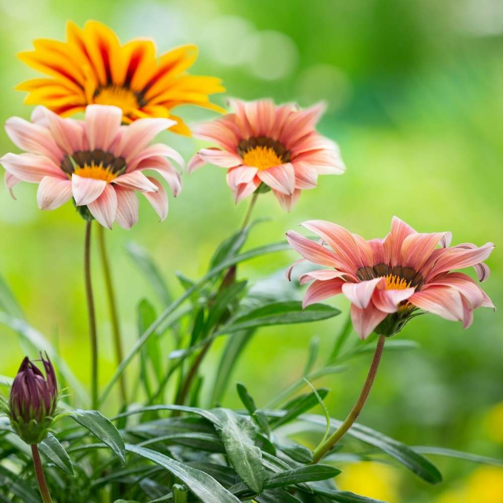 chrysanthemum gazania flower seeds