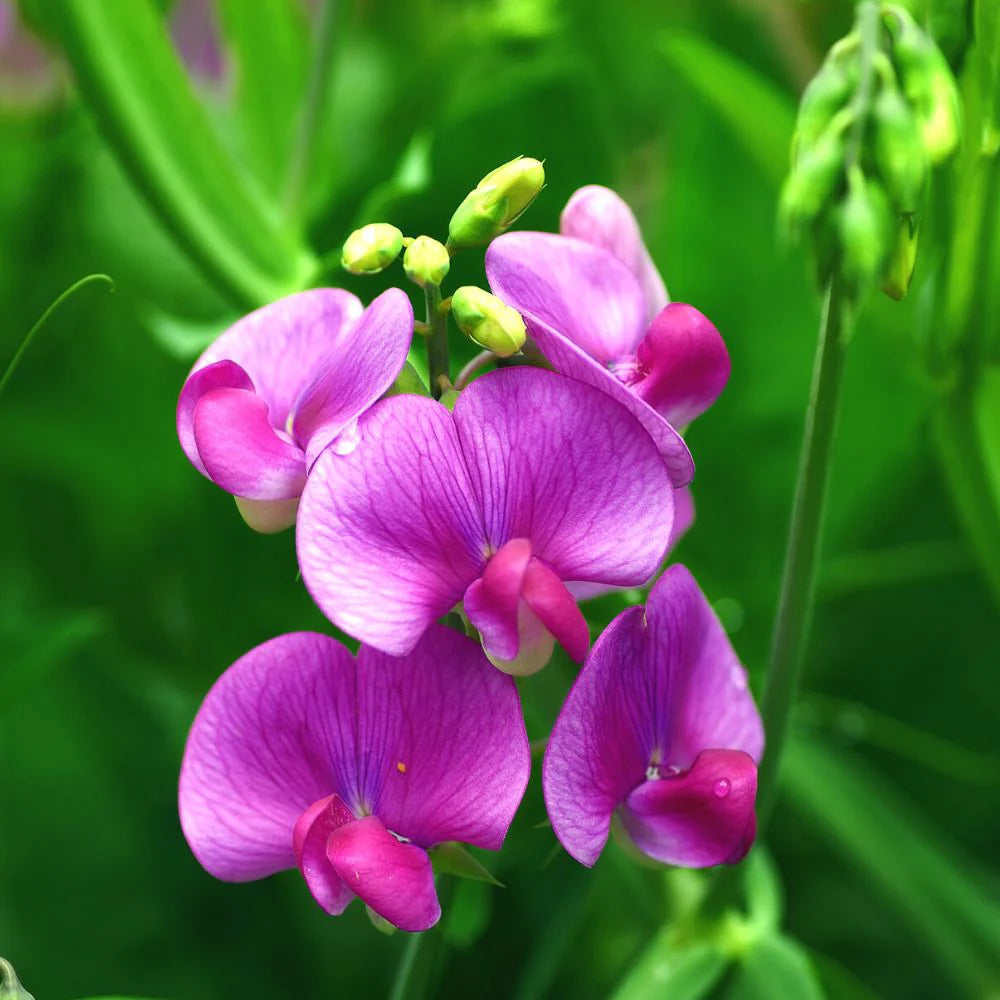 Sweet Pea Flower Seeds for Planting – 100 pcs Heirloom Non-GMO High Germination Organic Garden Blooms