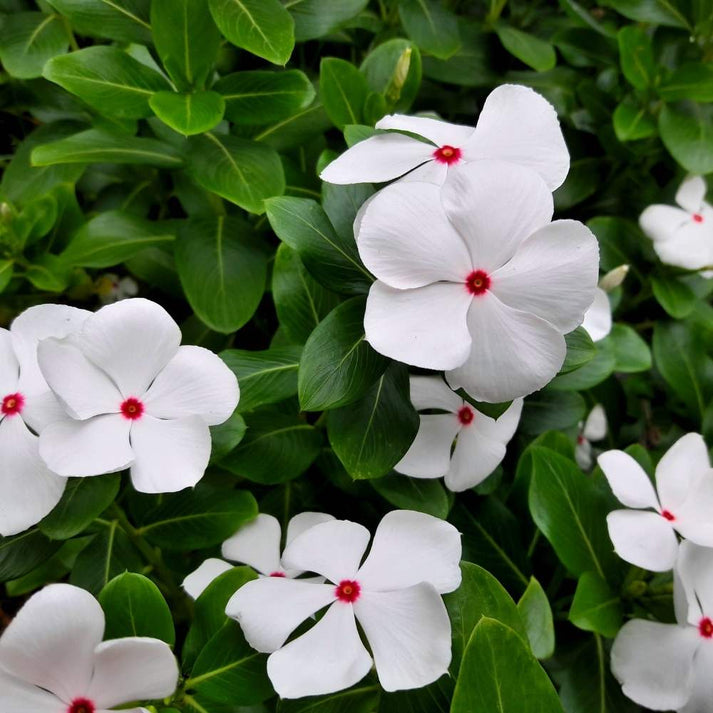 white organic flower seeds