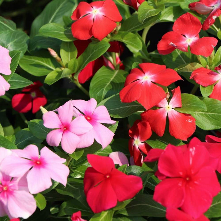 Heirloom Non-GMO Vinca Flower Seeds for Planting – Mixed Colors, Easy-Grow Annual Blooms, Organic Garden Seeds