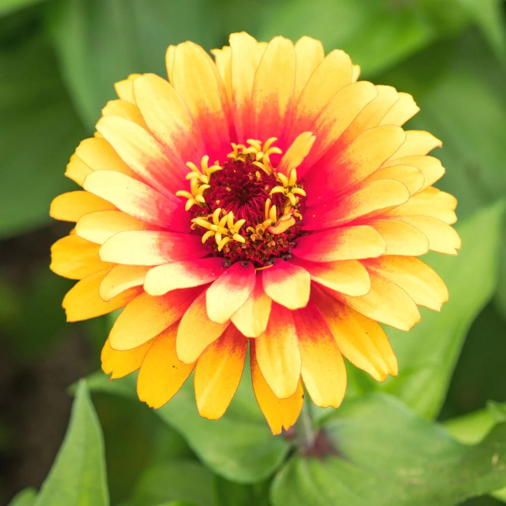 Pink Yellow Zinnia Flower Seeds for Planting