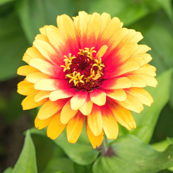 Pink Yellow Zinnia Flower Seeds for Planting