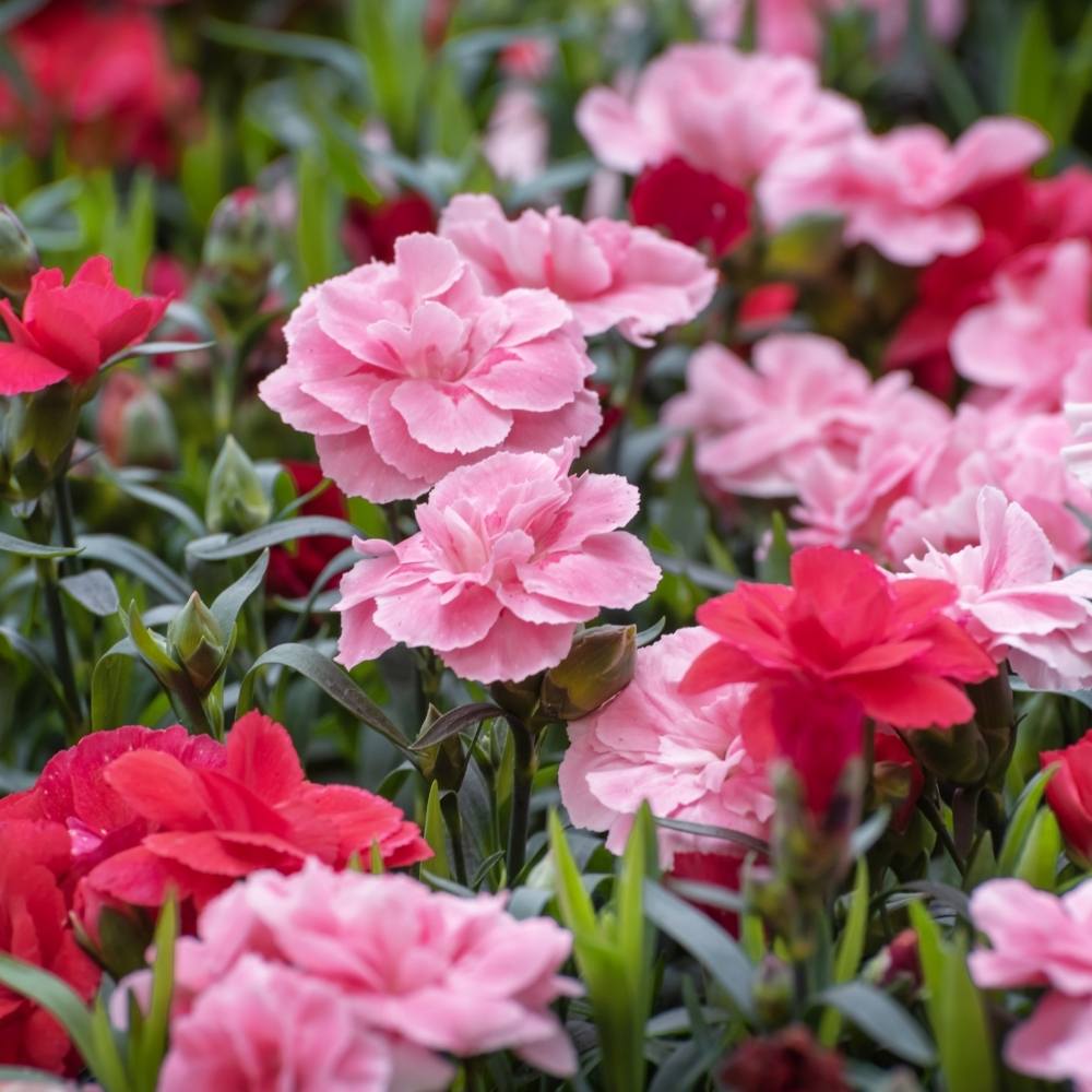 carnation dianthus flower seeds