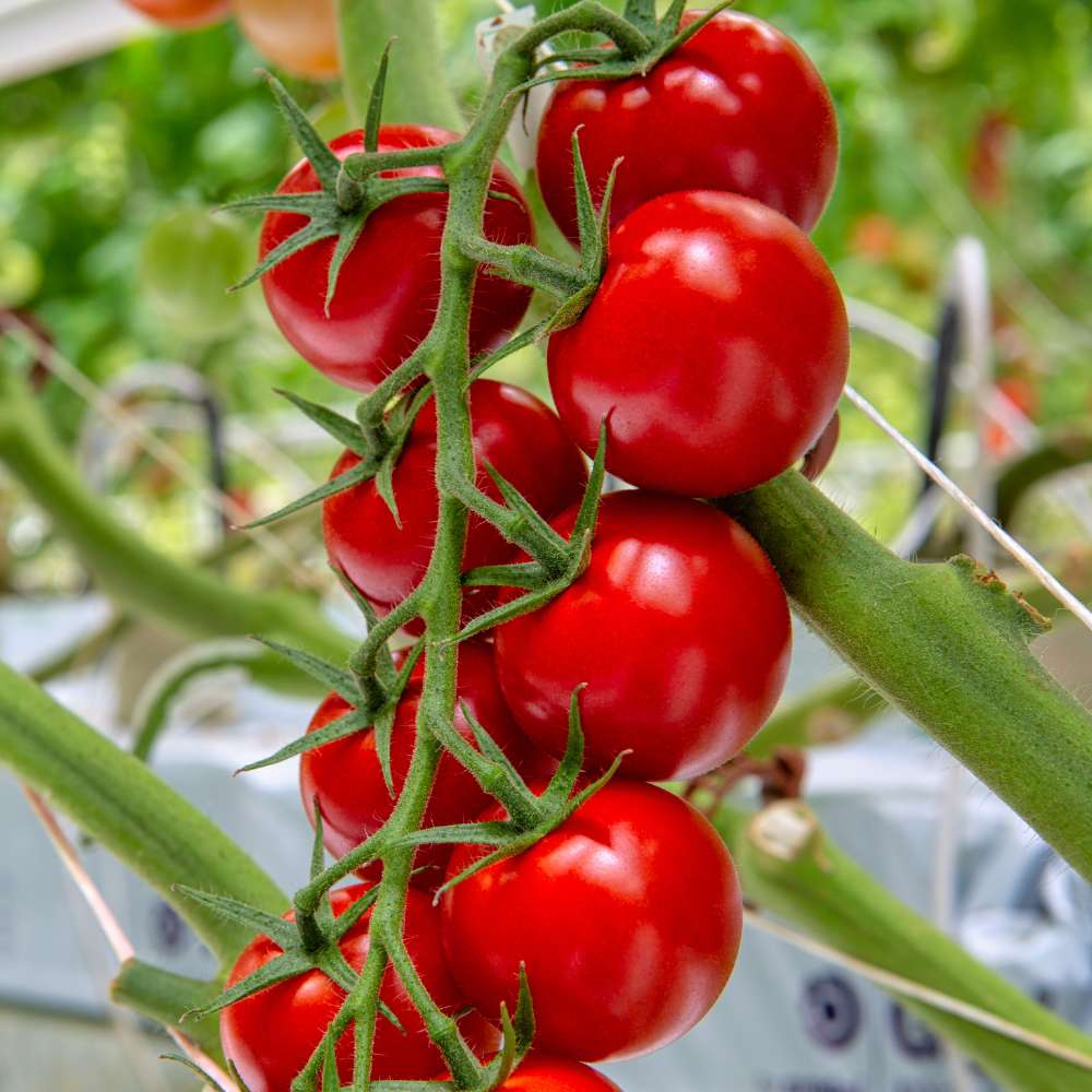 Cherry tomat grøntsagsfrø til plantning