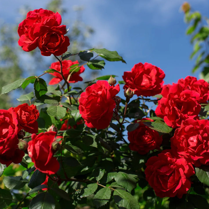 Rosenblomstfrø til udplantning - Mørkerød 100 stk