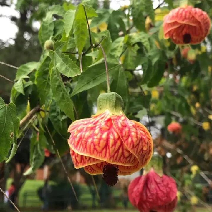 Heirloom Non-GMO Red Abutilon Striatum Flower Seeds for Garden Planting
