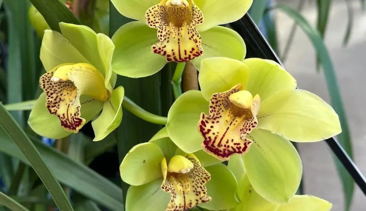 Heirloom Non-GMO Cymbidium Orchid Seeds – High Germination Flower Seeds for Planting Exotic Blooms