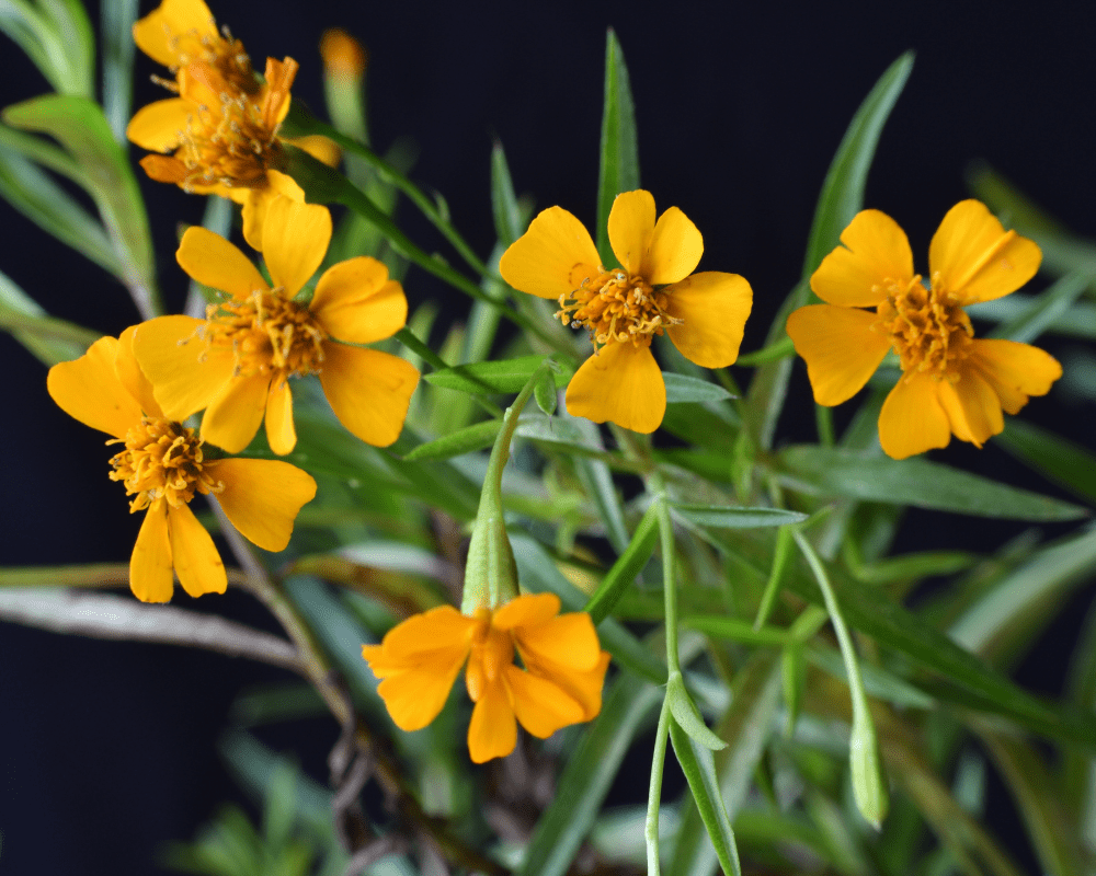 heirloom marigold seeds Heirloom Mint Marigold Flower Seeds, Non-GMO Fragrant Blooms for Herb –  Neeraseeds