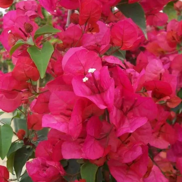pink bougainvillea flower seeds