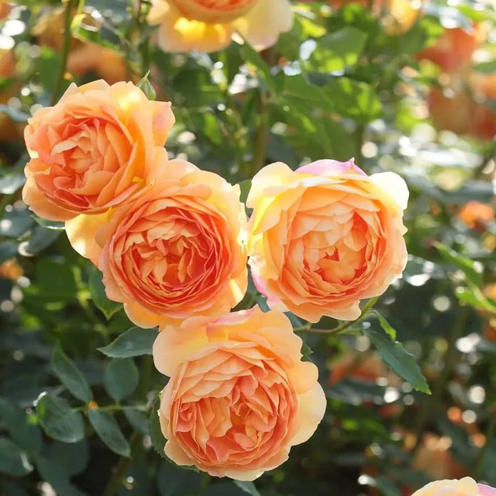 Fresh Double Petal English Rose Seeds for Planting, Light Orange 100 pcs