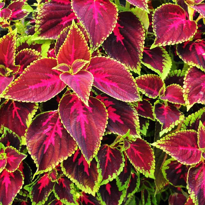 Heirloom Rainbow Coleus blomsterfrø til plantning, ikke-GMO frø