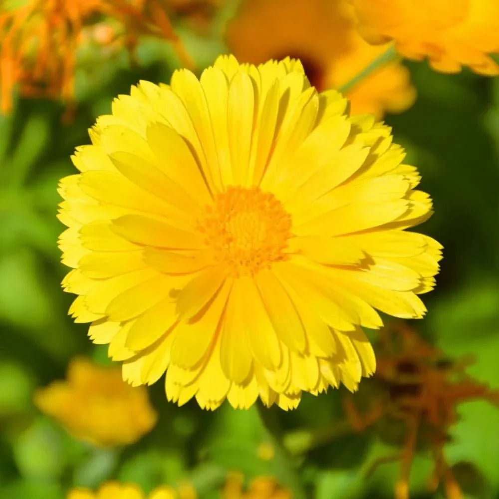 coreopsis dwarf flower seeds