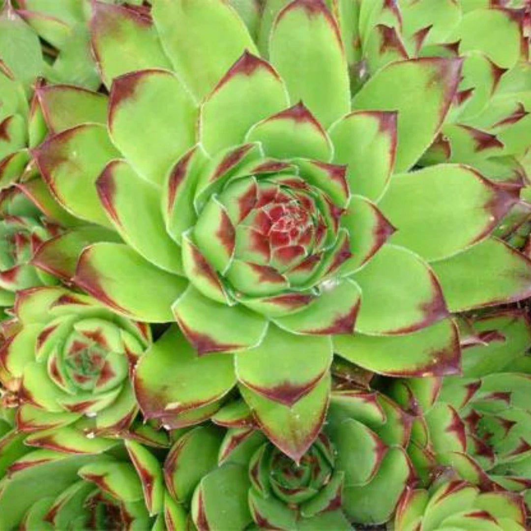 green sempervivum flower seeds