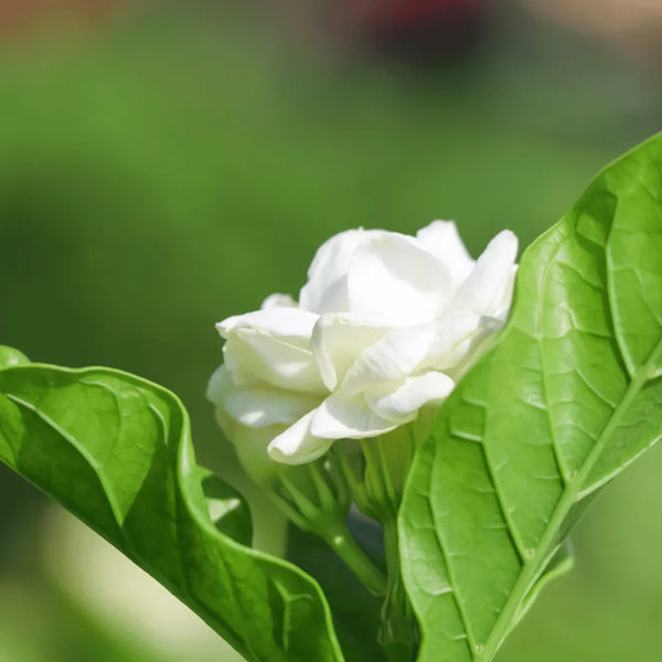 jasmine tea plant seeds Organic Jasminum Flower Seeds for Planting – Heirloom, Non-GMO, Fragrant Blooms