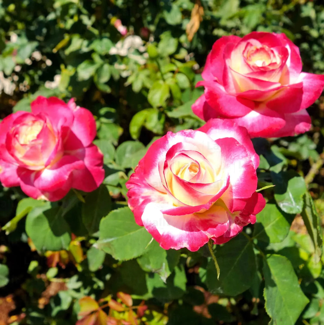 tea rose seeds Double Delight Hybrid Tea Rose Seeds for Planting – Heirloom, Non-GMO Flower Seeds