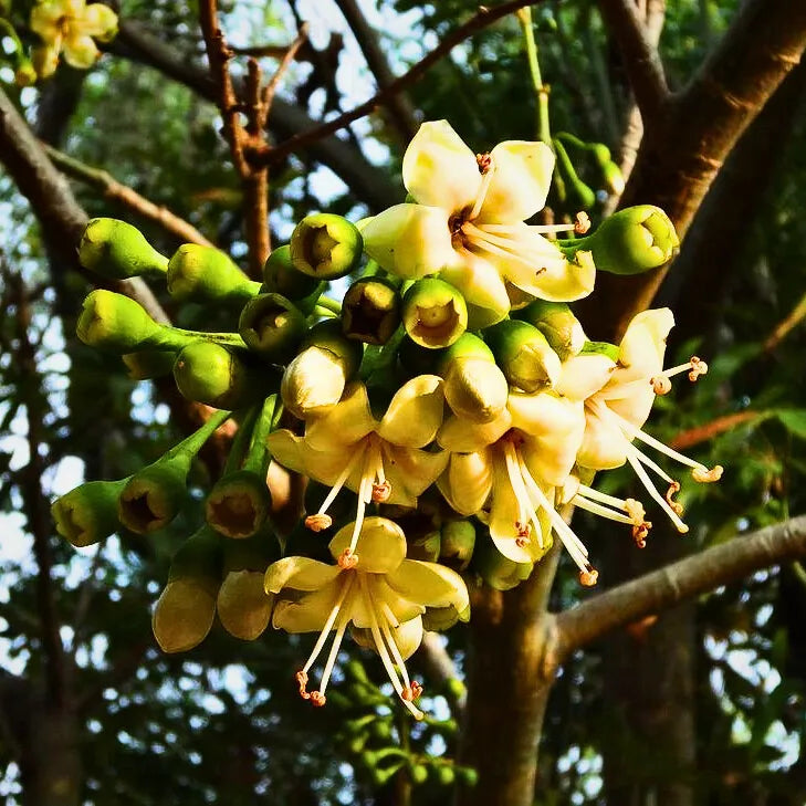 Green Ceiba Pentandra Flower Seeds for Planting - 100 pcs