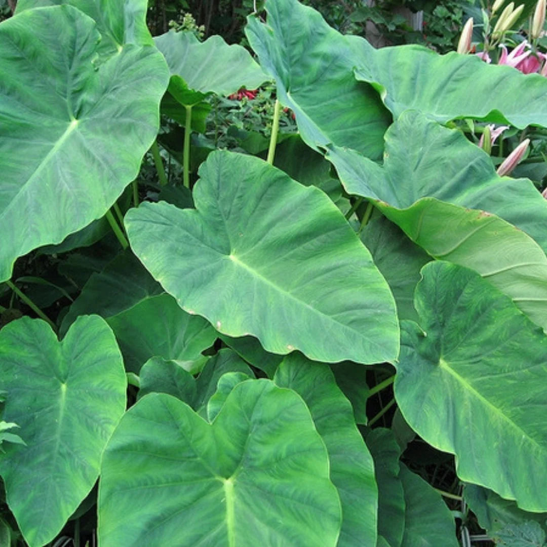 Heirloom Colocasia Elephant Ear Plant Seeds for Planting – Non-GMO, Organic Garden Seeds with High Germination