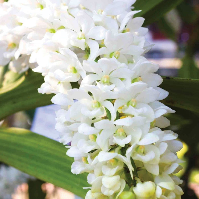 Heirloom Rhynchostylis Flower Seeds, Non-GMO Exotic Orchid Blooms for Garden Planting