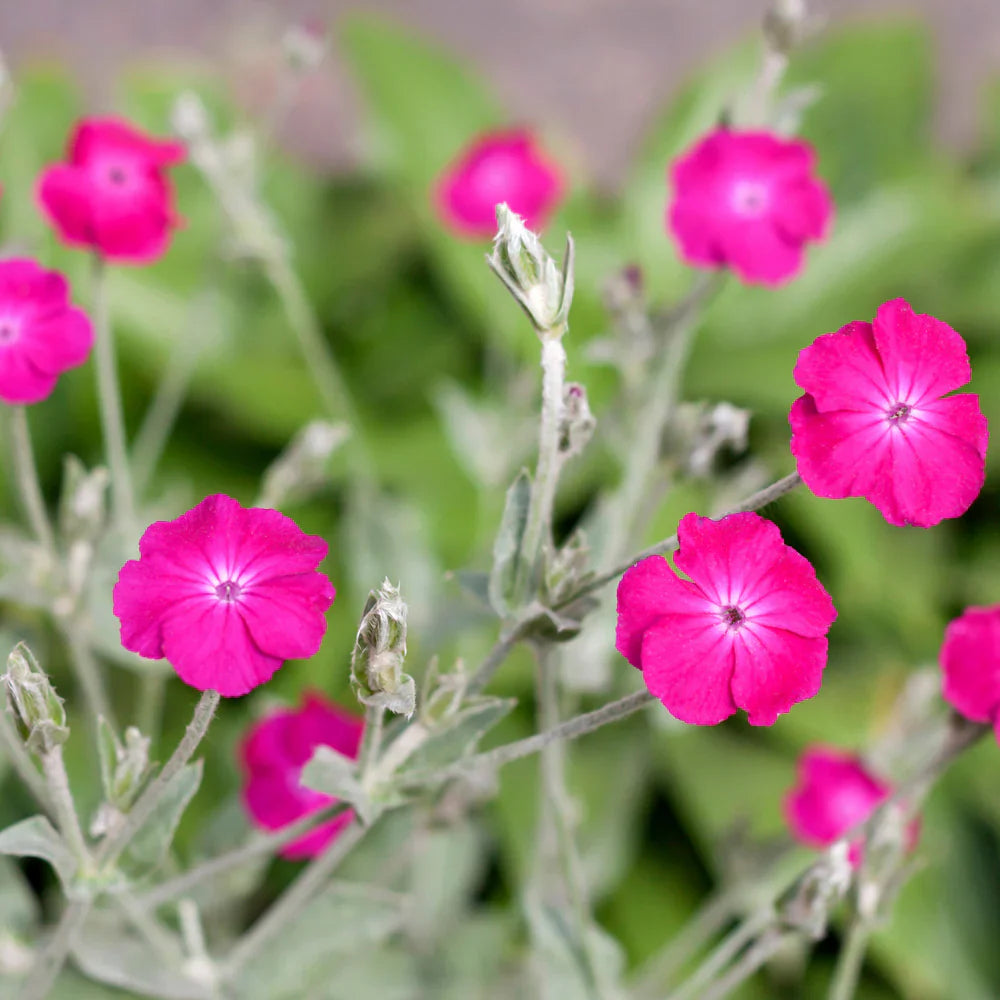 rose campion flower seeds