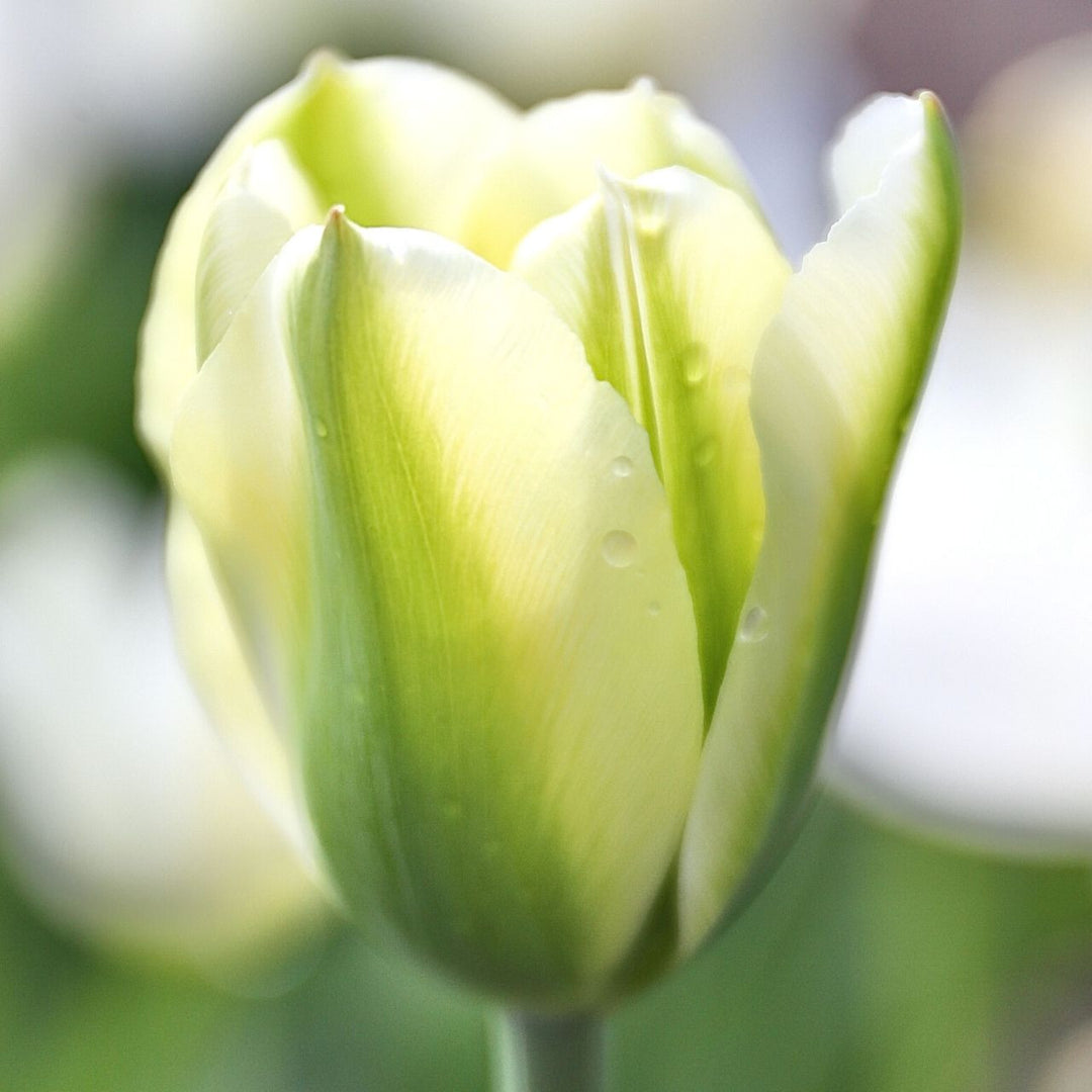 Tulip Flower Seeds Green White for Planting 100 pcs