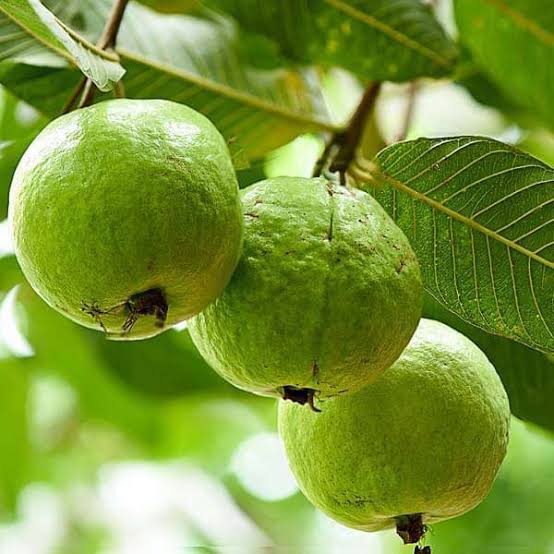 Thai White Guava Fruit Seeds – Heirloom, Non-GMO Tropical Seeds for Sweet Juicy Guavas
