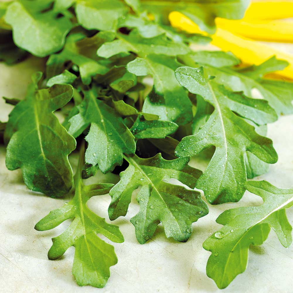 rocket plant flower seeds
