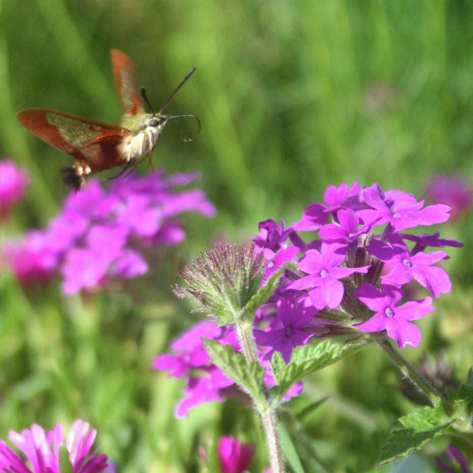 Purple Moss Verbena Flower Seeds for Planting 100 pcs