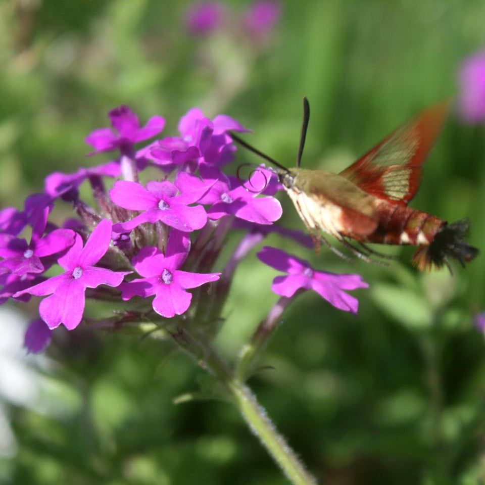 Purple Moss Verbena Flower Seeds for Planting 100 pcs
