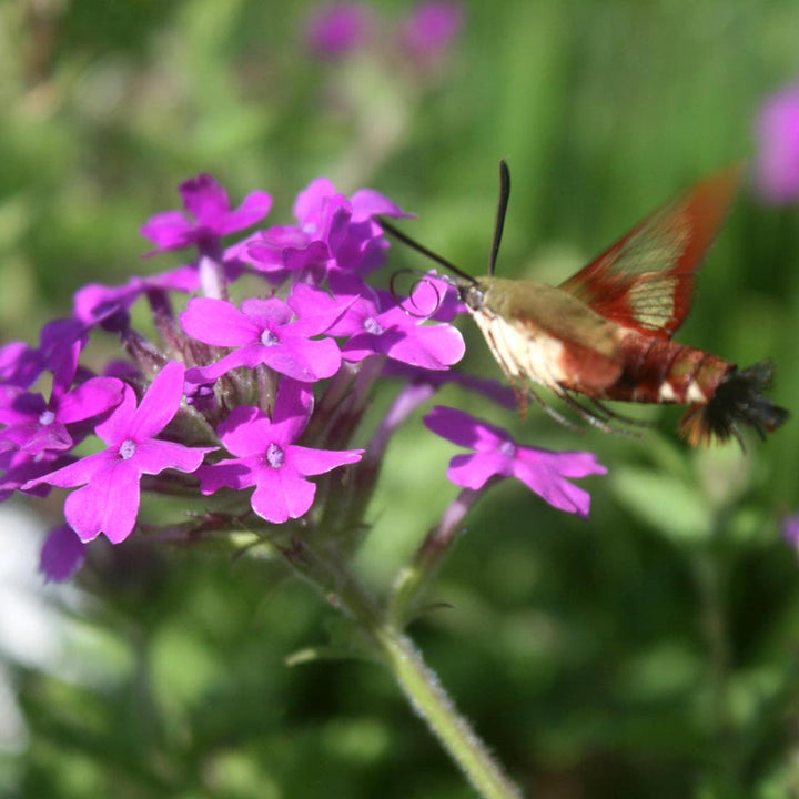 Purple Moss Verbena Flower Seeds for Planting 100 pcs