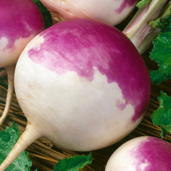 Turnip Purple Top Seeds – Heirloom, Fast-Growing, High Yield Vegetable Seeds for Home Garden