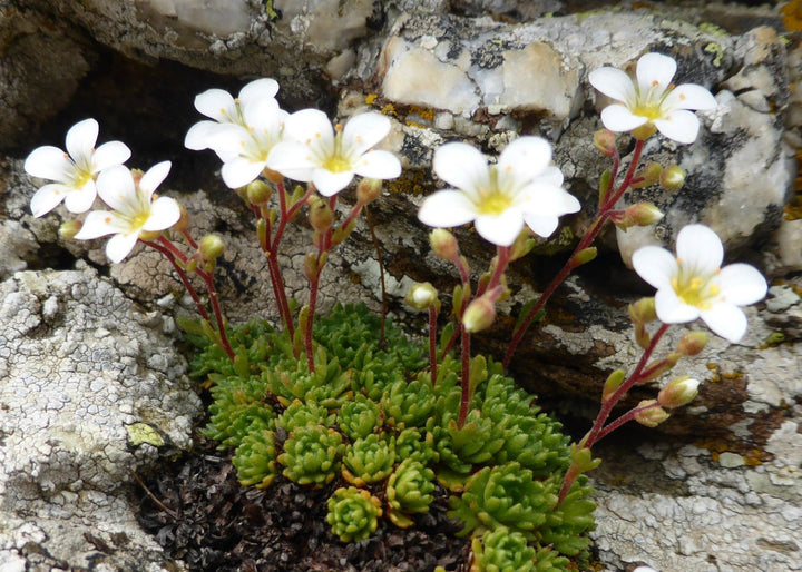 Saxifraga Cebennensis Seeds – Rare Alpine Rockery Plant Seeds for Gardening, Cold Hardy and Non-GMO