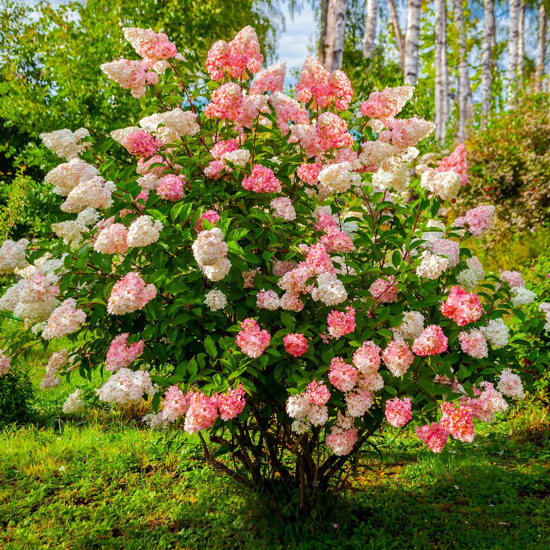 vanilla strawberry flower seeds