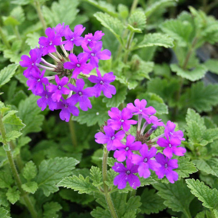 Purple Moss Verbena Flower Seeds for Planting 100 pcs