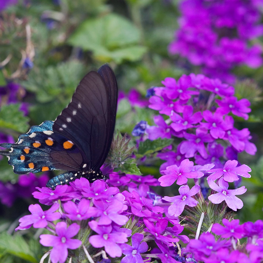 Purple Moss Verbena Flower Seeds for Planting 100 pcs