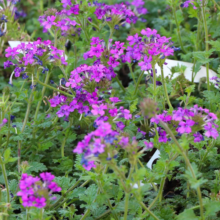 Purple Moss Verbena Flower Seeds for Planting 100 pcs