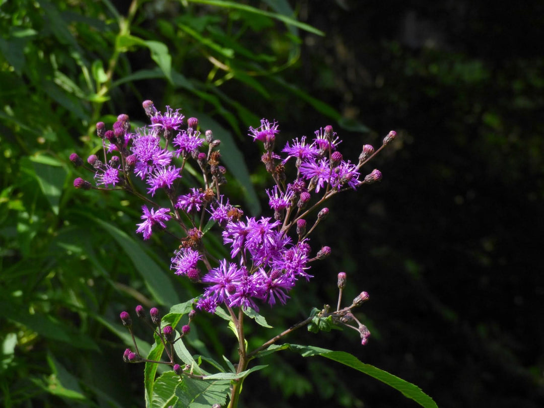 heirloom vernonia flower seeds