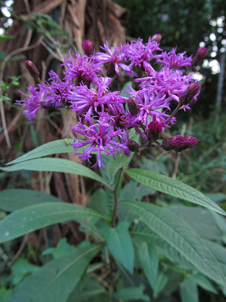 Heirloom Vernonia Gigantea Flower Seeds – Non-GMO Tall Garden Seeds for Vibrant Blooms, High Germination Organic Seeds