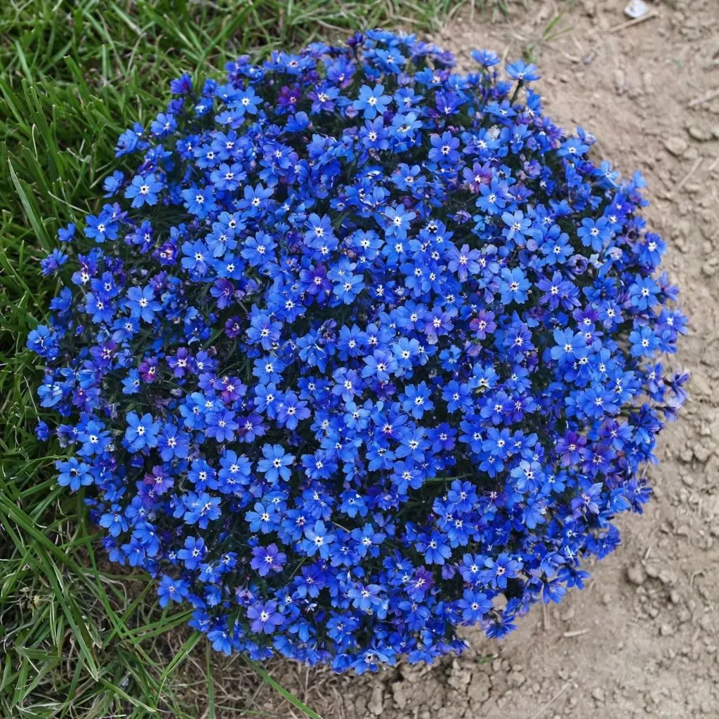 blue aubrieta flower seeds