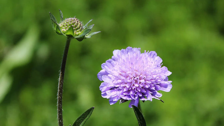 Heirloom Non-GMO Scabiosa Flower Seeds for Planting – Fragrant, Pollinator-Friendly Garden Blooms