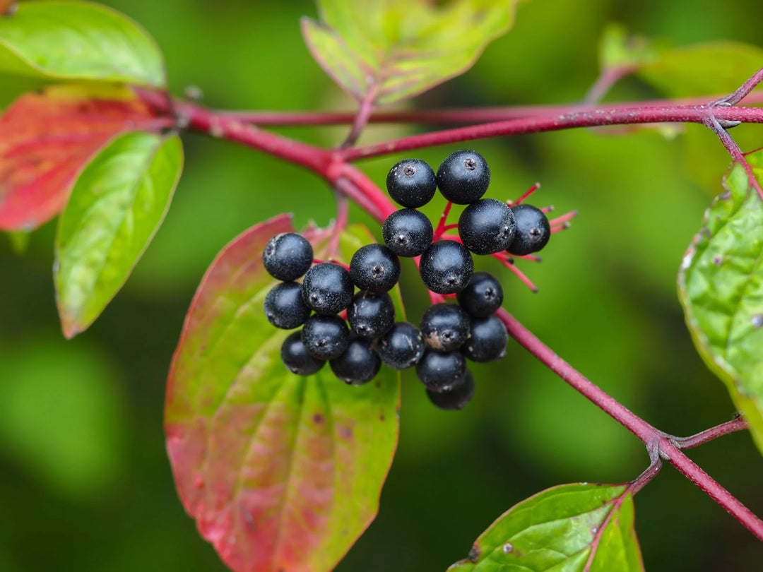 Heirloom Nanny Berry Fruit Seeds for Planting - Grow Unique and Sweet-tasting Berries, GMO Free