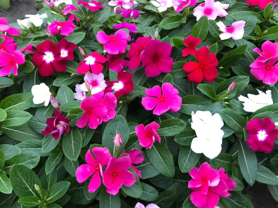 Heirloom Non-GMO Vinca Flower Seeds for Planting – Mixed Colors, Easy-Grow Annual Blooms, Organic Garden Seeds