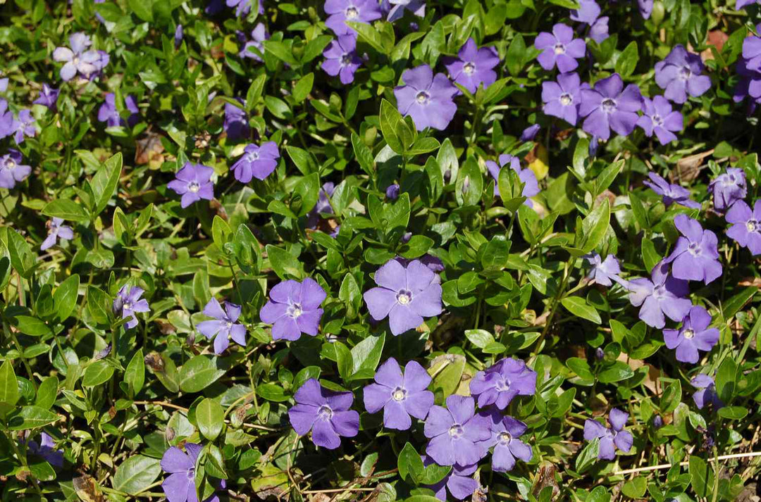 Periwinkle Vinca Violet Flower Seeds for Planting - 100 pcs