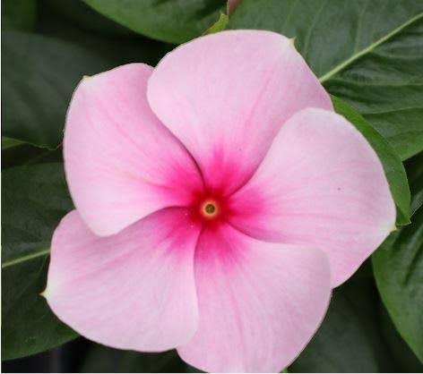 Periwinkle Vinca Baby Pink Blomsterfrø til udplantning 100 stk