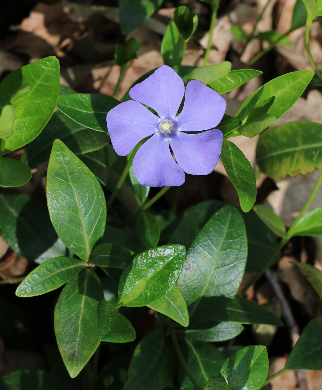 Heirloom Non-GMO Blue Vinca Flower Seeds – Colorful Ground Cover & Garden Planting