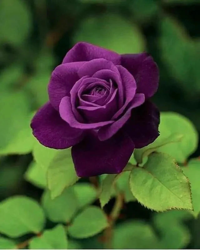 Rose Flower Seeds for Planting - Purple & Black 100 pcs