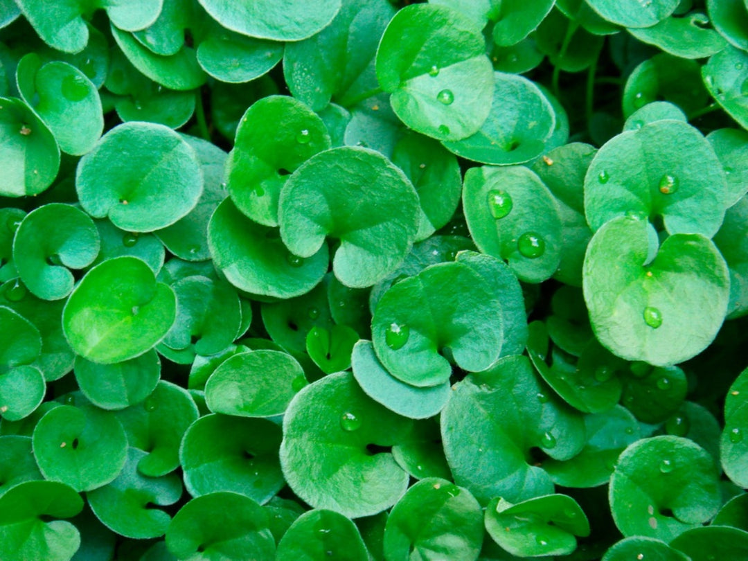 Heirloom Non-GMO Dichondra Ground Cover Plant Seeds for Planting – Lush Low-Growing Foliage for Gardens